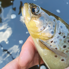 Trout caught on Hends BL444